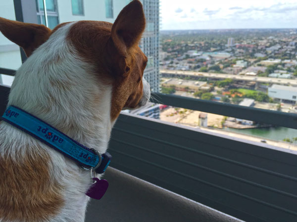 Carmen looking at the Miami skyline